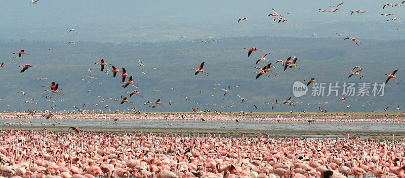 Flying flamingoes, Lake Nakuru, Kenya